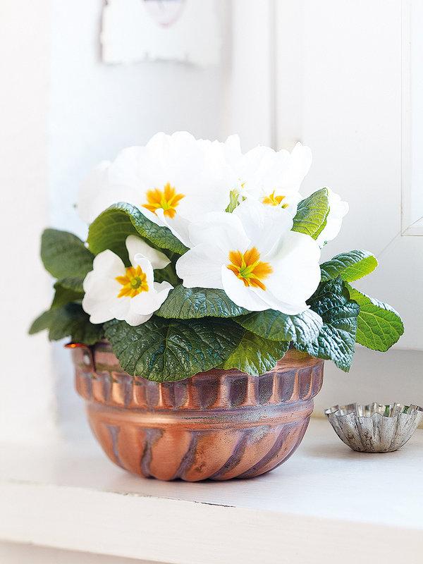 un-recipiente-con-solera_ampliacion