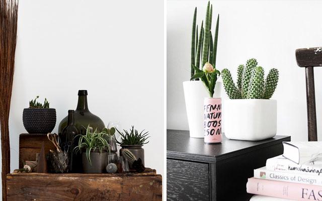 Decorar con cactus