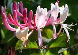 Flores de bach-Honeysuckle-Madreselva