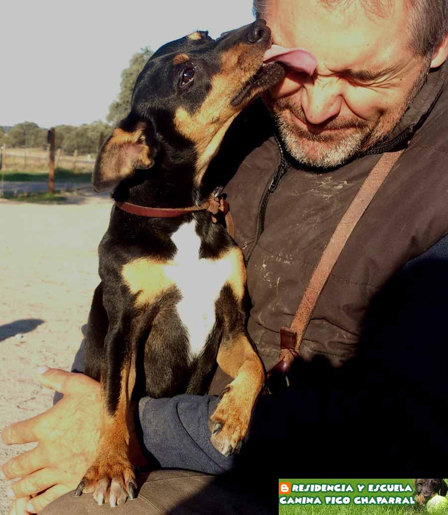  Residencia y Escuela Canina Pico Chaparral en Toledo