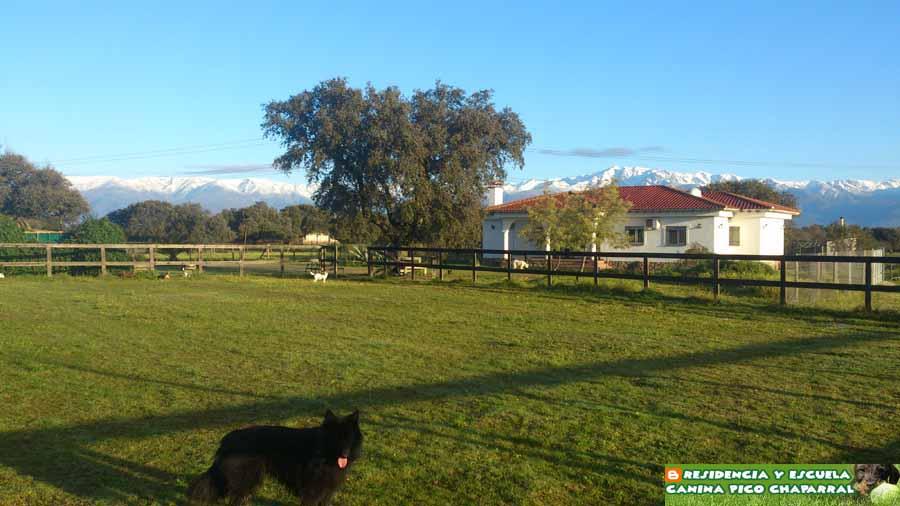Residencia y Escuela Canina Pico Chaparral