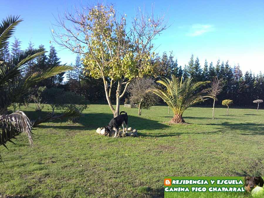 Residencia y Escuela Canina Pico Chaparral