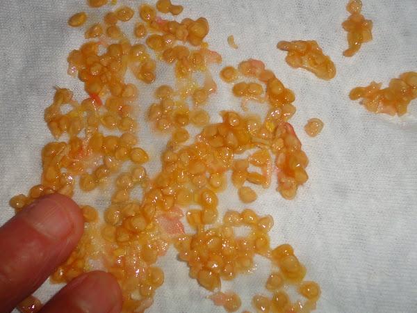 SACANDO SEMILLAS DE TOMATE