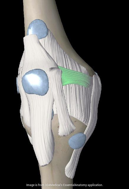 ligamentos-rodilla