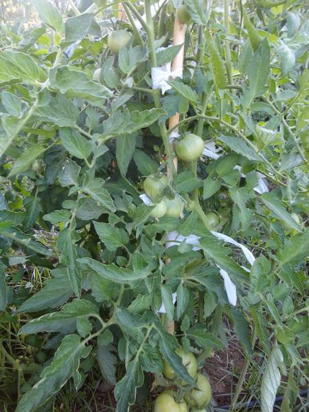 TOMATERA ENCAÑADA CON TOMATES VERDES