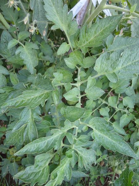 HOJA DE TOMATERA SANA