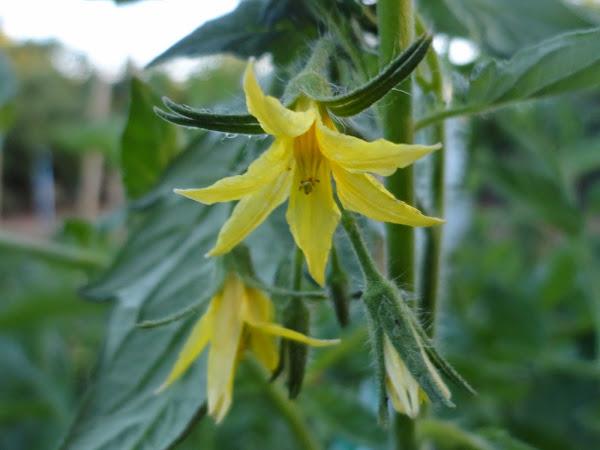 FLOR EN UNA TOMATERA