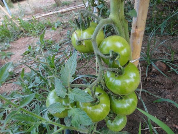 RACIMO DE TOMATES VERDES EN LA MATA