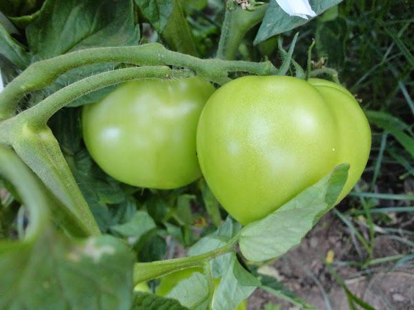 TOMETES VERDES EN LA MATA
