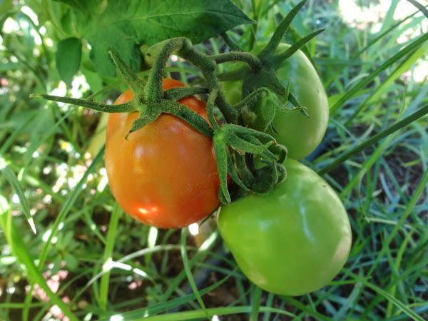 RACIMO DE TOMATES EN LA MATA EMPEZANDO A MADURAR