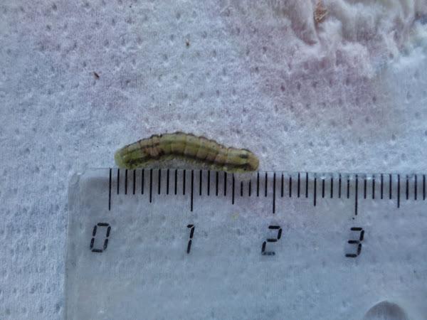 MEDIDA DE UNA ORUGA ENCONTRADA EN UN TOMATE VERDE