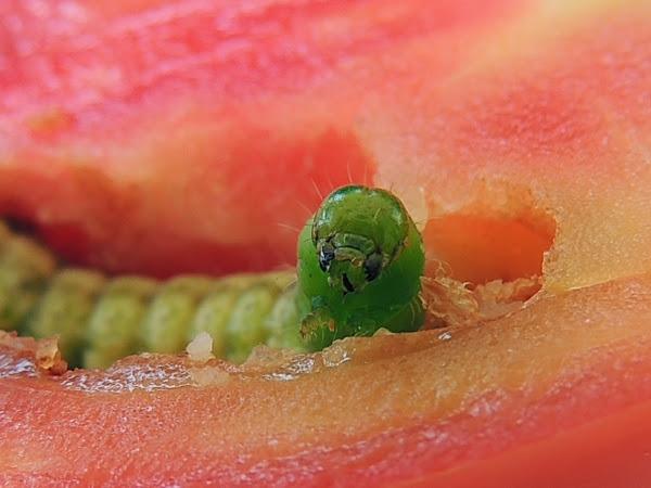 DETALLE DE LA BOCA DE UNA ORUGA DENTRO DE UN TOMATE