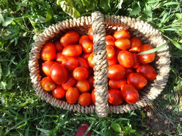 COSECHA DE TOMATES PERA