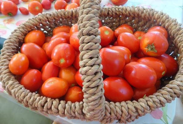 COSECHA DE TOMATES PERA