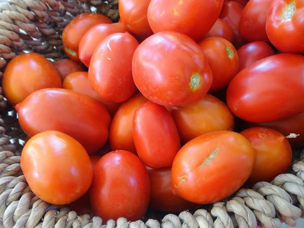 COSECHA DE TOMATES PERA