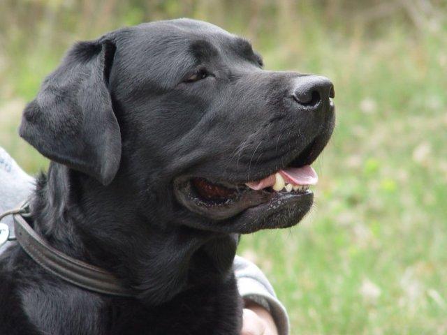 Labrador_retriever_bulaj1