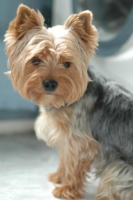 raza-perros-yorkshire-terrier