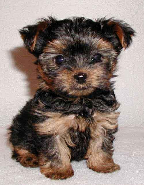 yorkshire_terrier cachorro 1