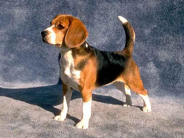 beagle-11 (1)
