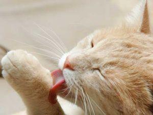 Bolas-de-pelo-en-gatos