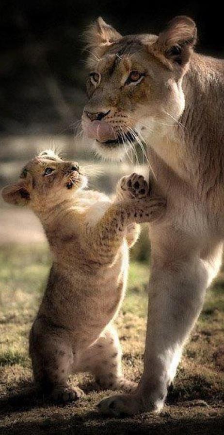 1524655_855704587803457_2575575576652316515_n