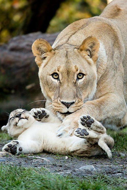 10460722_855704557803460_4837327602394533374_n