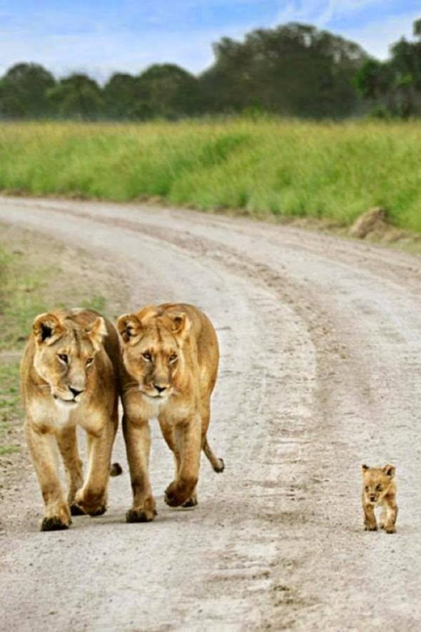 10553482_855704384470144_4264696647219112207_n