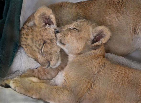 10559804_855703634470219_5527586170372253257_n