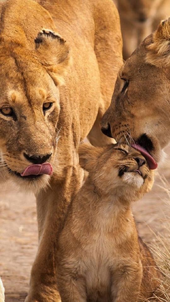 1497811_855703997803516_3913481249586275661_n