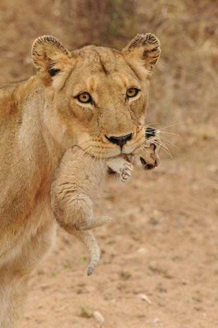 1521522_855704834470099_5219938225350542234_n