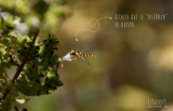 Un paseo por mi jardín #ecofriendly #oregano #diptera