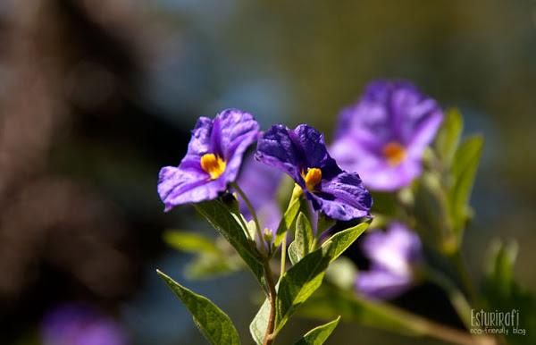 Un paseo por mi jardín #ecofriendly #solanum #flower