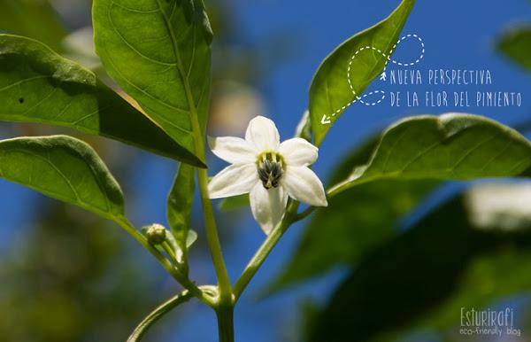 Un paseo por mi jardín #ecofriendly #flower #pepper