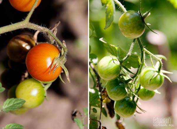 Un paseo por mi jardín #ecofriendly #tomatoes 