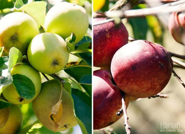 Un paseo por mi jardín #ecofriendly #apple #manzanas #nectarine