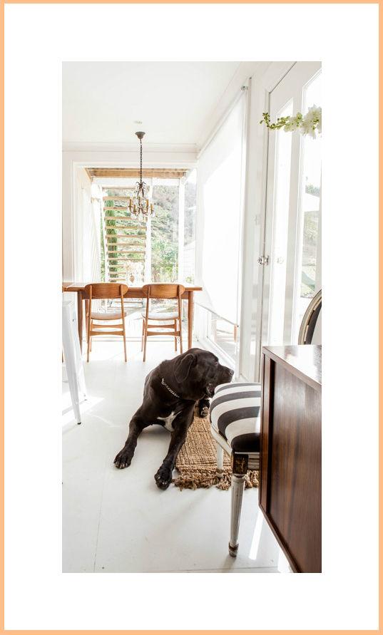 decorar el espacio de tu perro