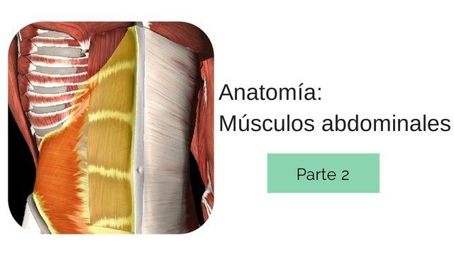 anatomia_abdominales_2