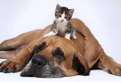 perro y gatito