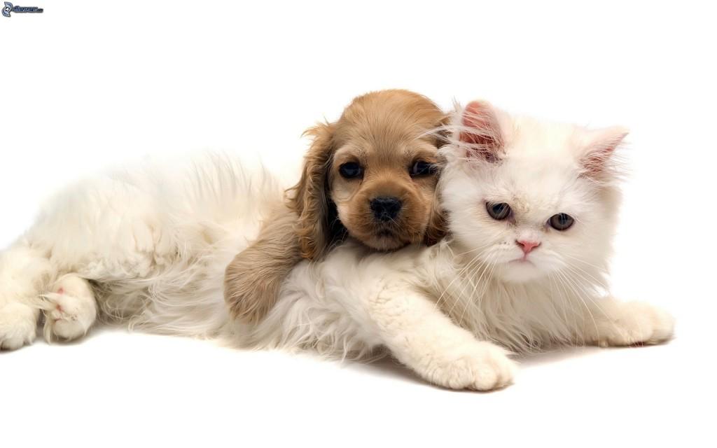 Fotografia Perro y Gato
