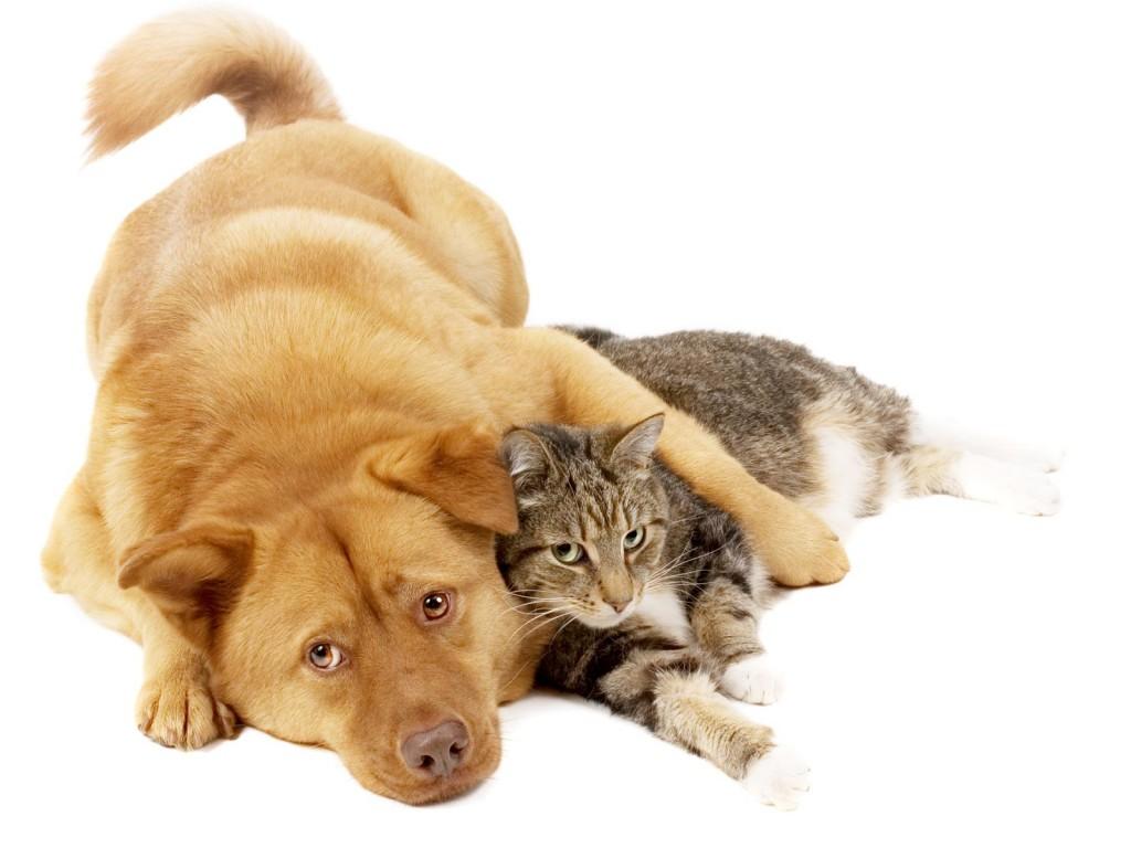 Foto de Perro y Gato