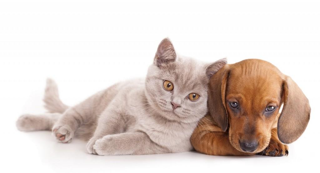 Perro con Gato