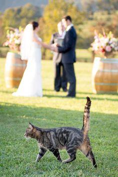 Photobombing by cats