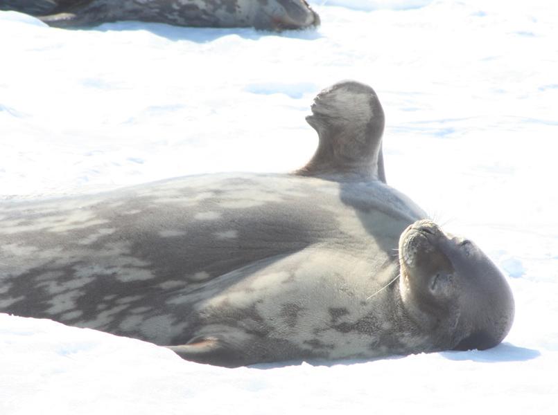 colores-de-boda-viaje-novios-antartida-5