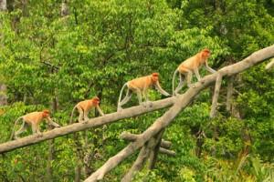 Borneo - Monos narigudos en un parque nacional, Indonesia