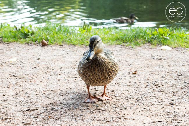 mi-rincon-wedeco-escandinavo-03