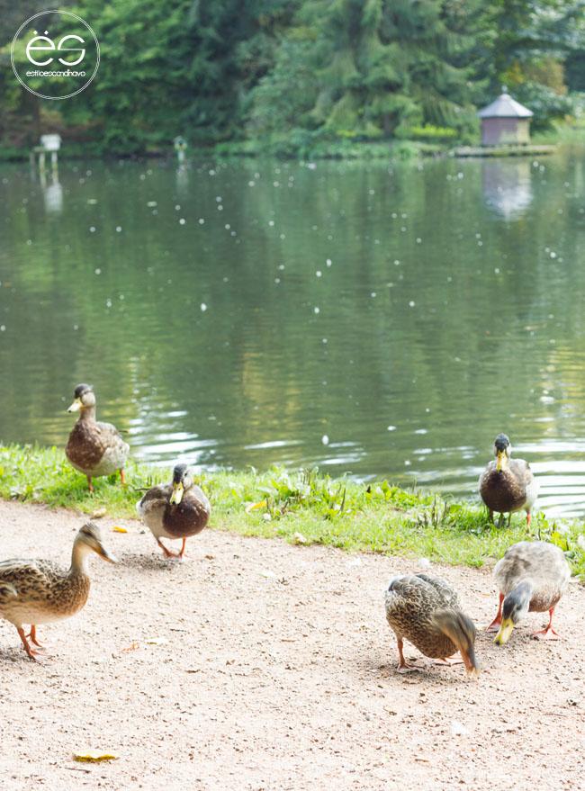 mi-rincon-wedeco-escandinavo-06