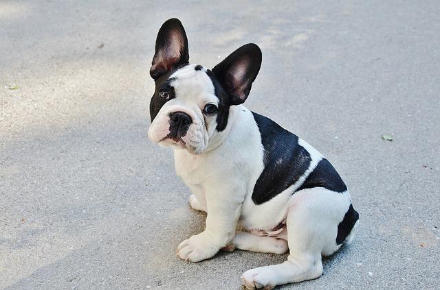 french-bulldog-277255_640