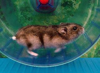 hamster