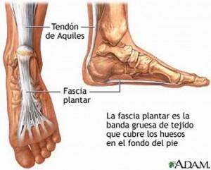 la fascitis plantar 300x241 Fascitis Plantar ¿Qué es? y Ejercicios para Evitar el Dolor