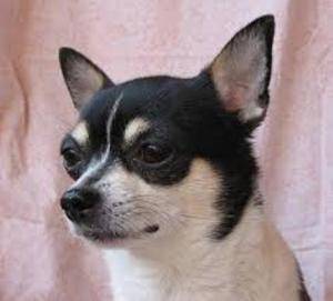 Chihuahua Perro (4)